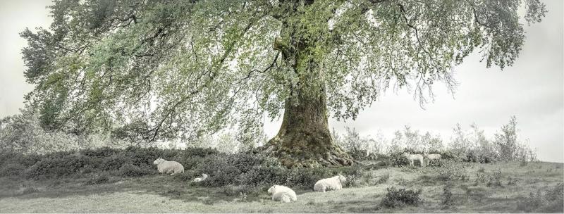 Holm oak (Quercus ilex), Llanarthne, Wales, UK