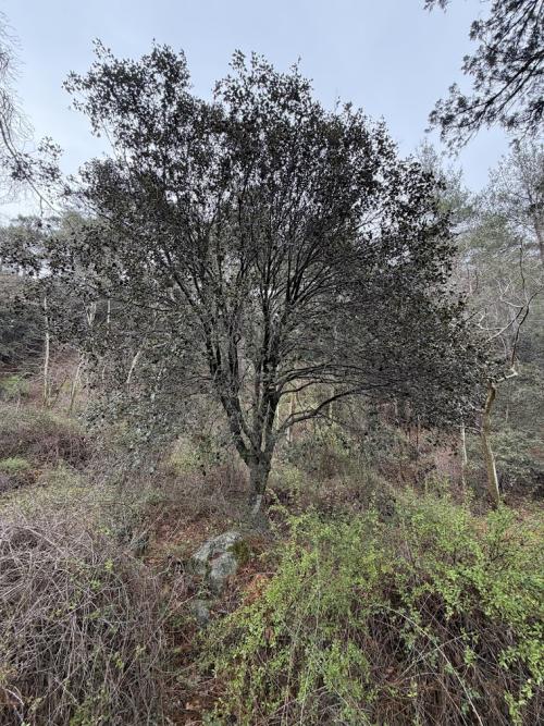 Quercus alnifolia in the Trooditissa riverbed