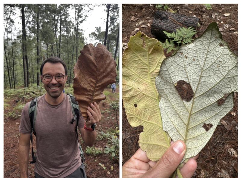 Rodrigo Zepeda showing off an enormous leaf of Quercus resinosa.
