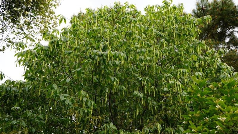 Carpinus fangiana_16052026_White House Farm Arboretum.JPG