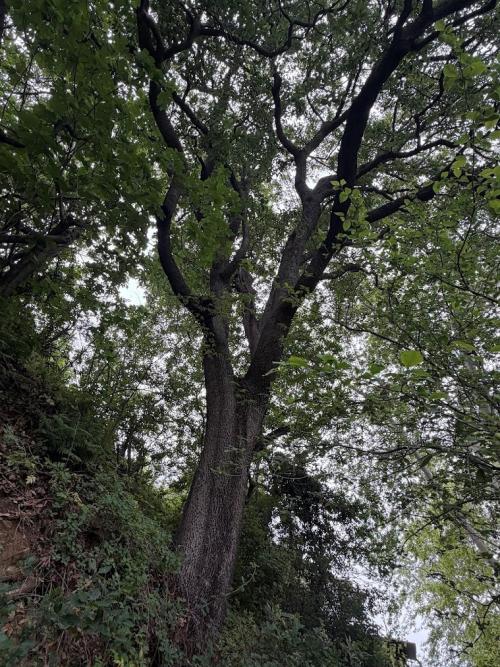 Cyprus Oak INF0205563, rising to a height of approximately 25 meters