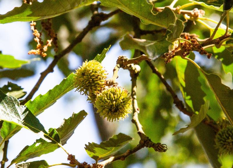 Acorns forming