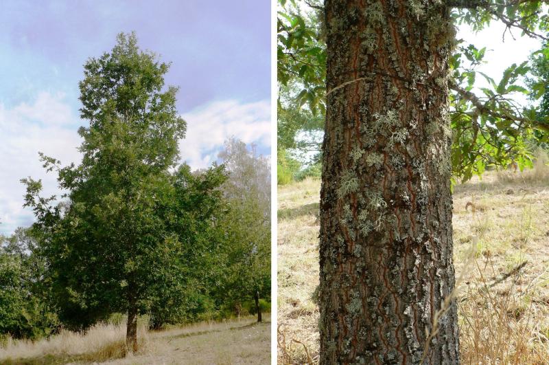 Quercus afares at Arboretum des Pouyouleix