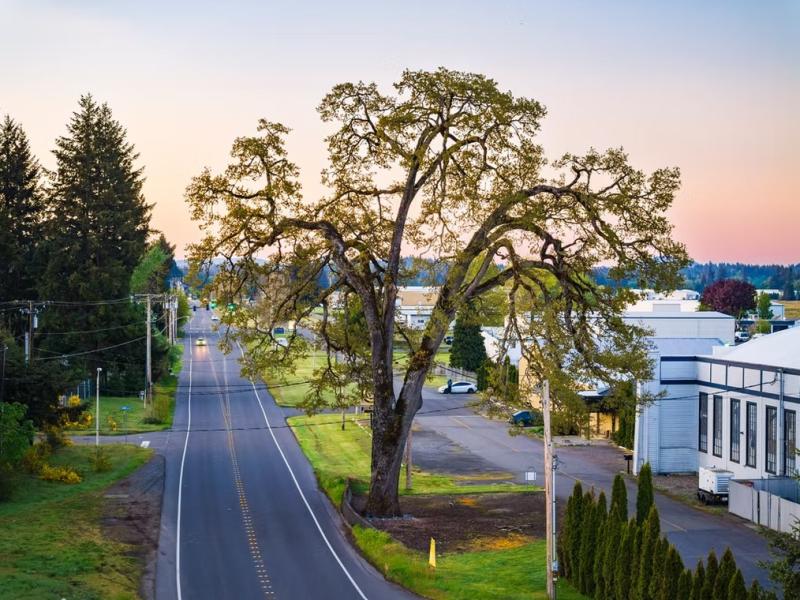 Drone photo of Davis Meeker Oak