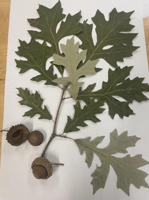 Herbarium specimen, photo credit Cody Azotea