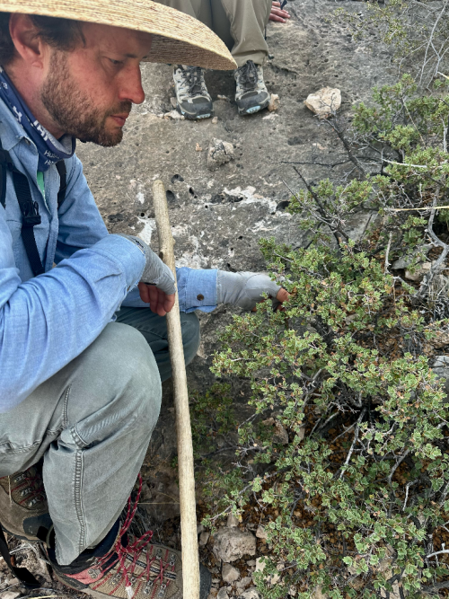 Figure 3. Phillip Schulze, Arboretum and Natural Areas Manager at the Lady Bird Johnson Wildflower Center, examines a Quercus hi