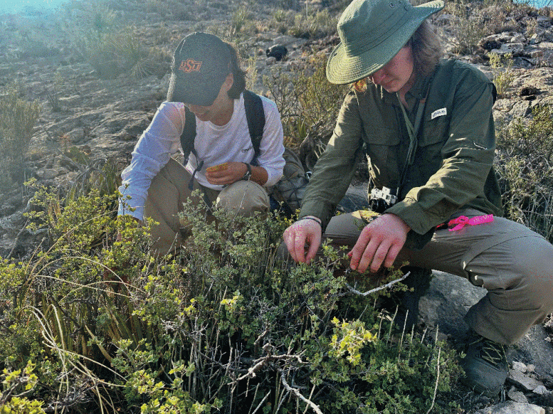 Figure 4. Our research project is supporting training of the next generation of plant conservation biologists. Lainey Kirshberge