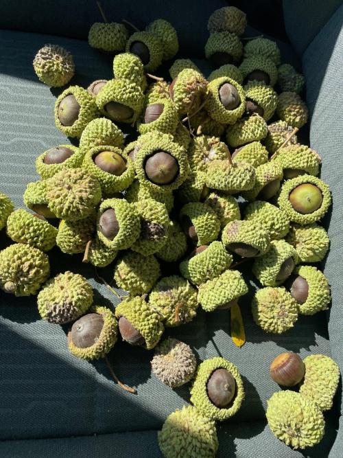 Acorns, credit C. Azotea