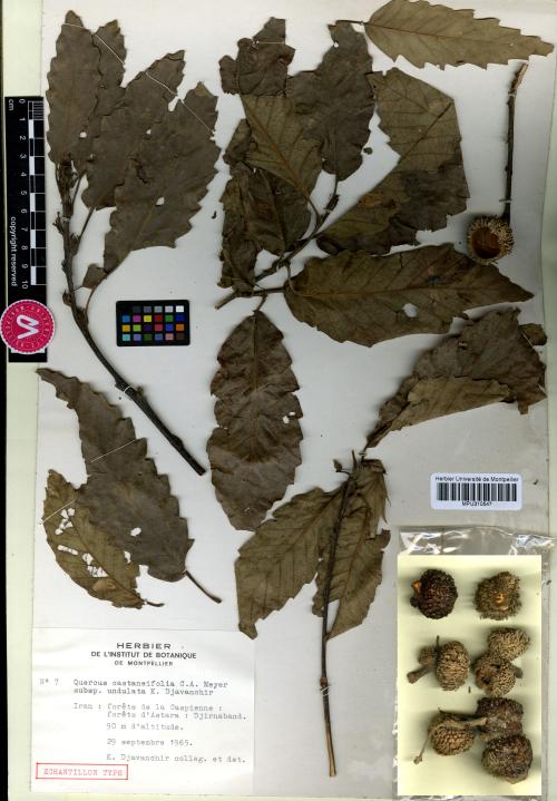 Figure 12. Type specimen of Q. castaneifolia subsp. undulata Djav.-Khoie