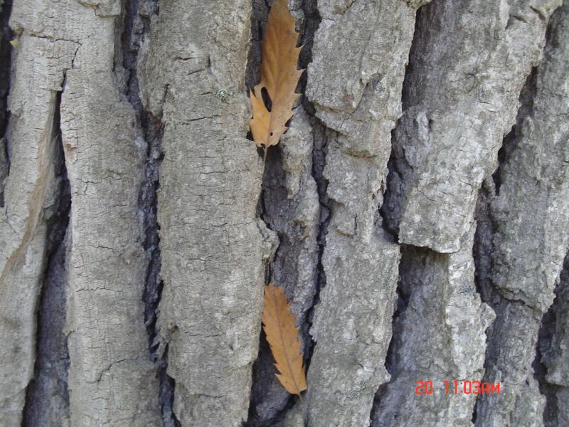 Figure 13. Bark of Quercus castaneifolia © Parisa Panahi