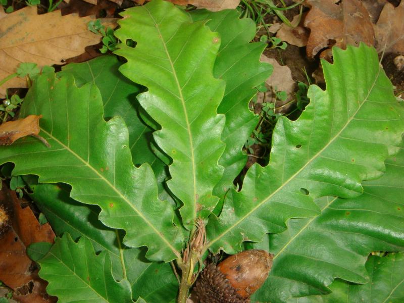 Figure 14. Leaves of  Quercus castaneifolia © Parisa Panahi