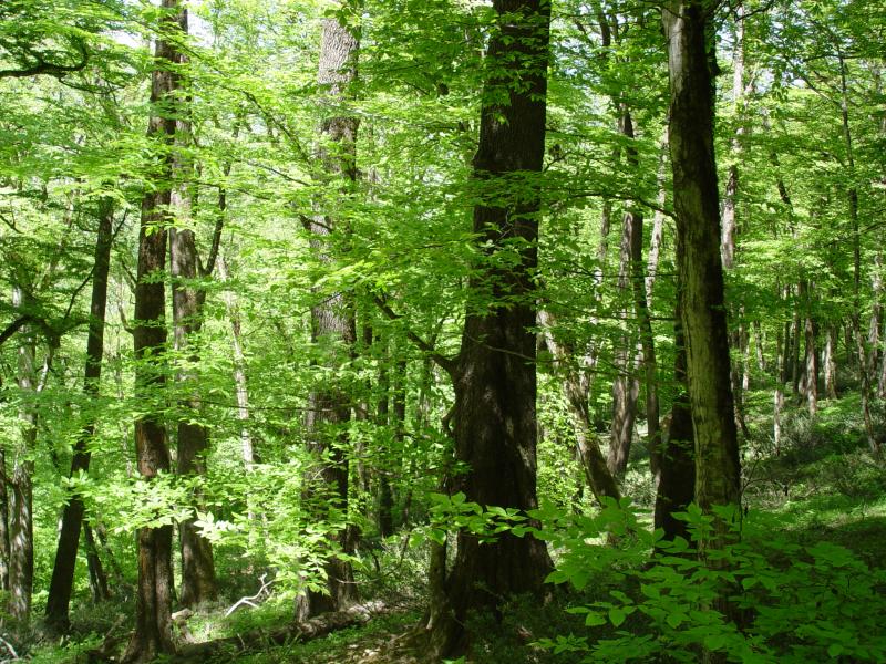 Figure 4. Querco-Carpietum community, Mazandaran province © Khosro Sagheb Talebi