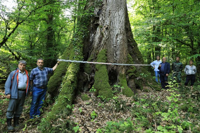 Figure 7. The tallest individual of Q. castaneifolia in Iran. Location: Lirasara Forest, Mashalak, Nowshahr, Mazandaran province