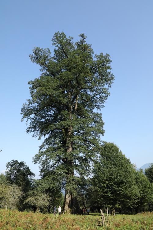 Figure 8. Long-lived individual of Q. castaneifolia. Location: Gavzan Mahalleh Forest, Eastern Band-e Pey; Babol, Mazandaran pro