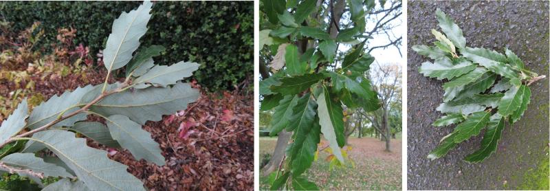 Foliage at Glasnevin