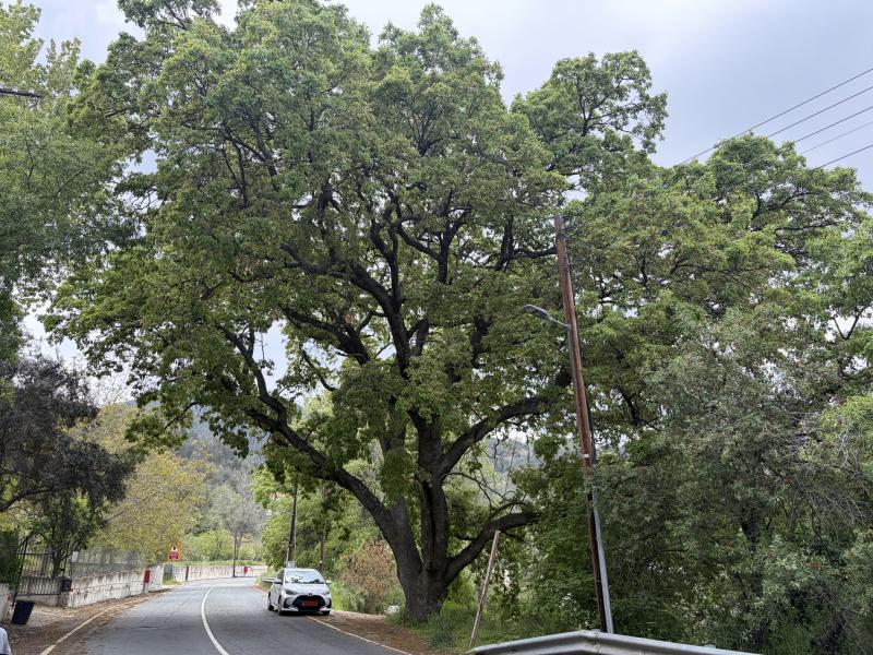 Quercus infectoria subsp. veneris along E802 in Pera Pedi