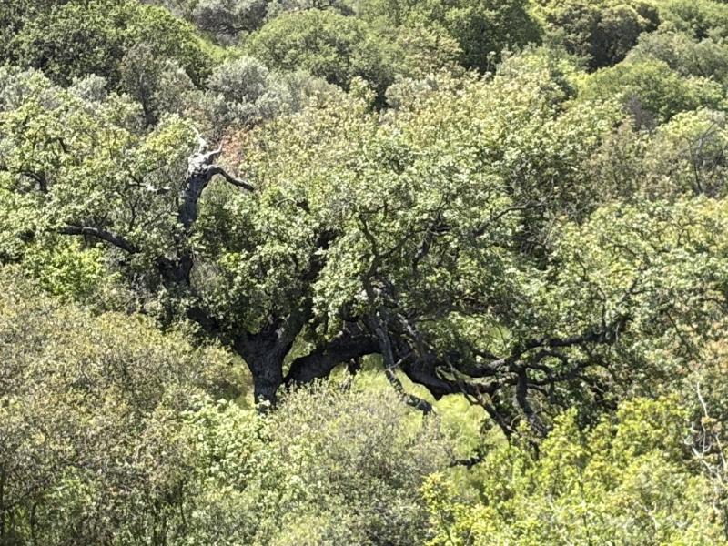 Quercus infectoria subsp. veneris north of Paphos