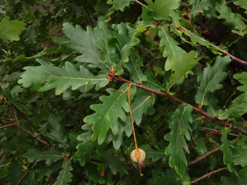 Quercus orocantabrica leaves and acorn