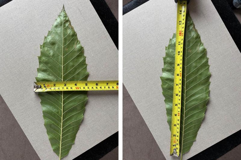 Leaves of Yoko's "oak", 36 × 12 cm