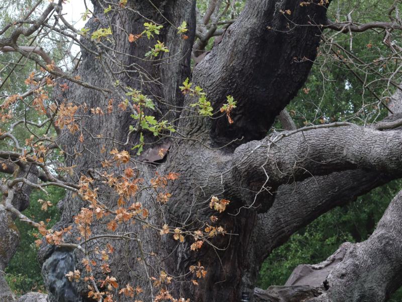 Leaves on the Major Oak on 15th July 2025. © Rob James
