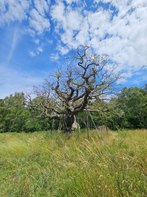 The Major Oak in June 2025. © Chloe Ryder.