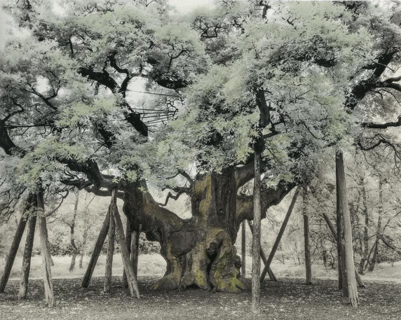 The Major Oak © Beth Moon