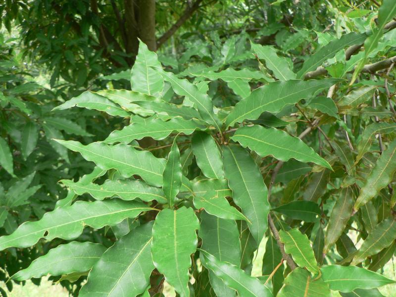Quercus delgadoana Béatrice Chassé