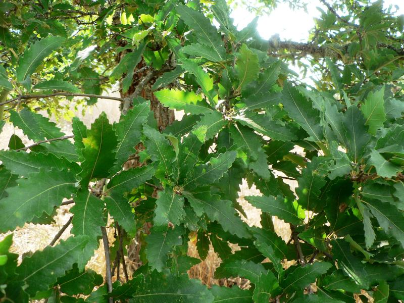 Quercus afares foliage Pouyouleix