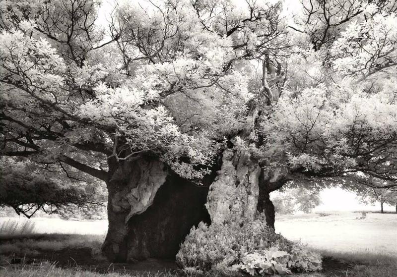 Queen Elizabeth Oak