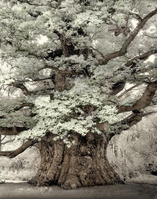 Pedunculate oak Majesty, Fredville Park, Kent, England. © Beth Moon and Abbeville Press