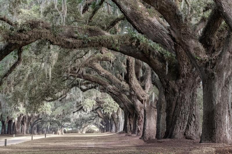 Southern live oaks, Boone Hall, Mount Pleasant, South Carolina. © Beth Moon and Abbeville Press