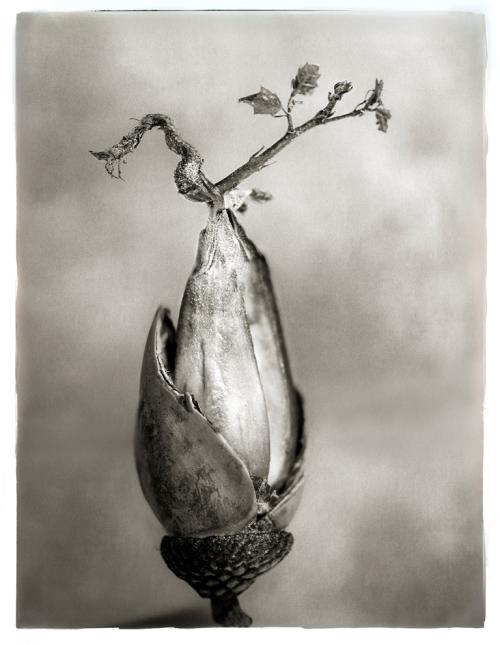 Germinating acorn © Beth Moon and Abbeville Press