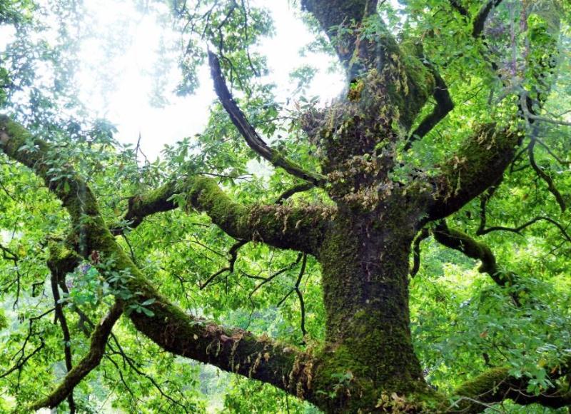 Ancient Andalusian Quercus canariensis on El Aljibe mountain's damper eastern slope.