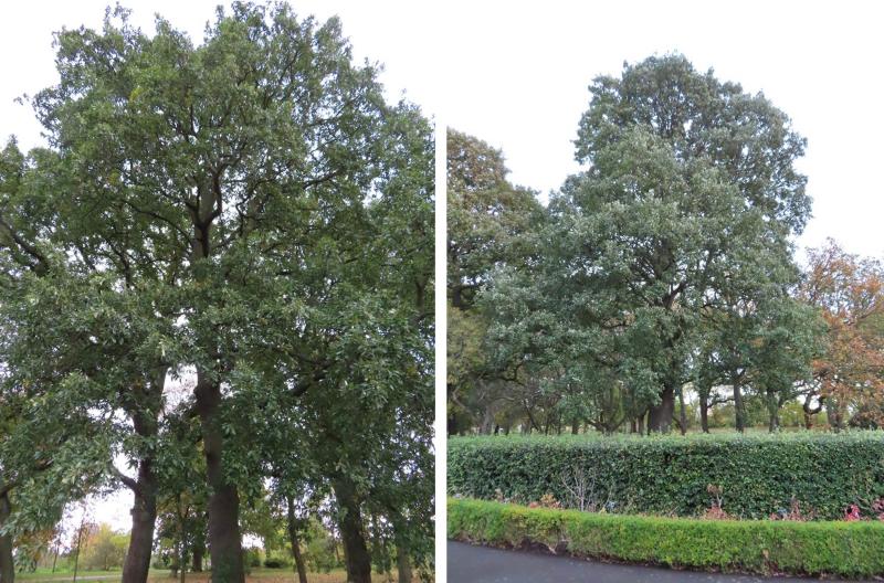 Quercus castaneifolia at Glasnevin BG
