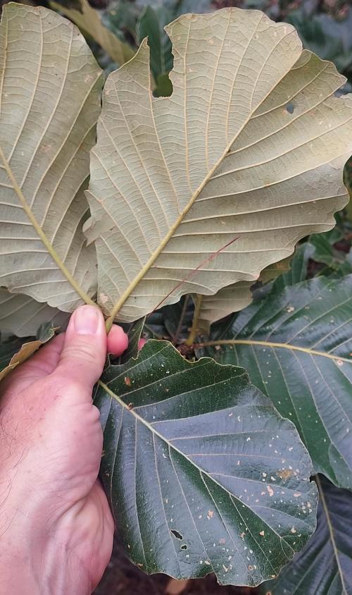 Quercus magnoliifolia