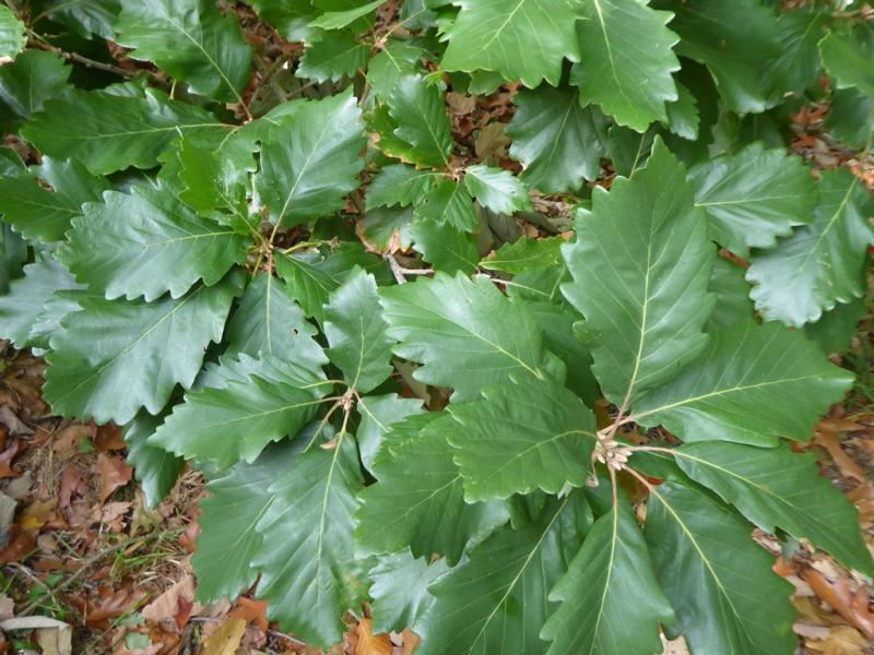 Quercus canariensis foliage on a tree at Thorp Perow Arboretum, UK (c) Charles Snyers