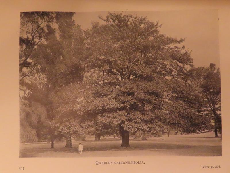 Quercus castaneifolia at Kew in Bean 1914