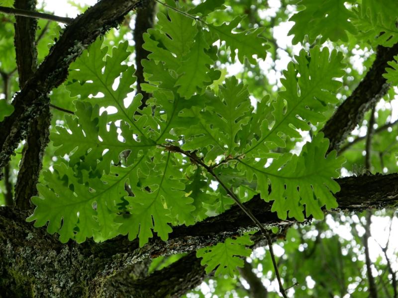 Quercus frainetto