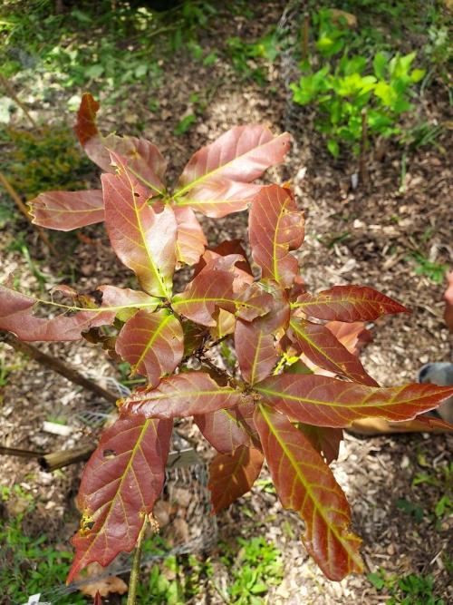 Quercus germana