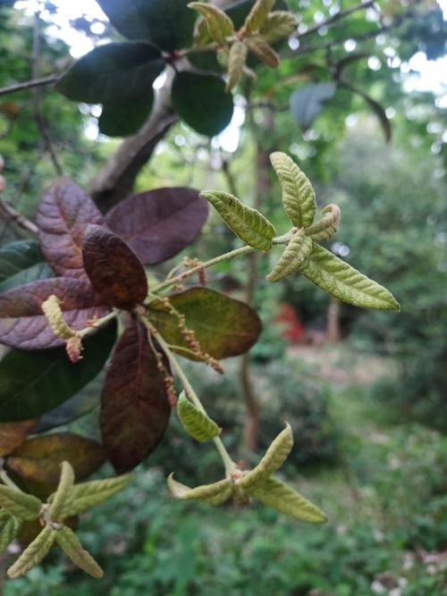 Quercus miquihuanensis