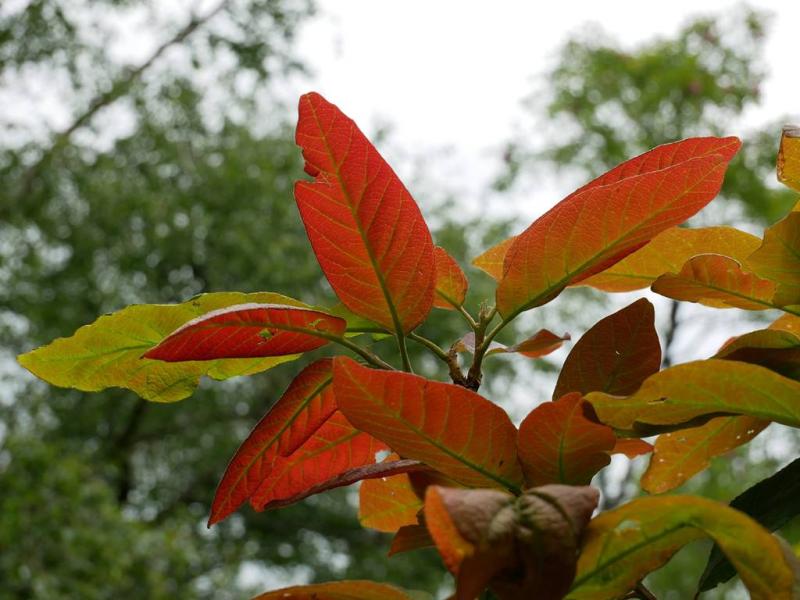 Quercus polymorpha contre-jour