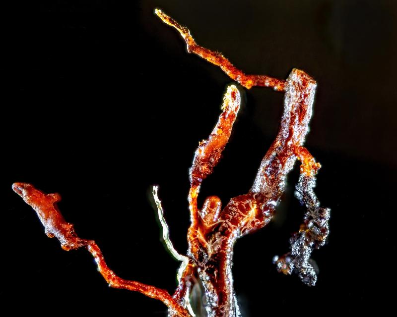 A root sample at high magnification. © Simon Parfey and SoilBioLab