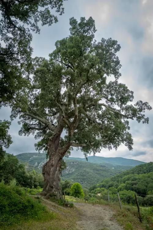 The ‘Great Oak’ of Reynès. © Georges Bartoli/Divergence for Le Monde