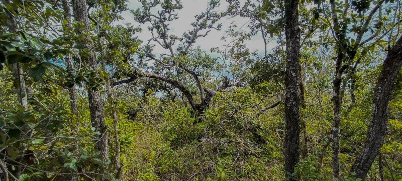 Dying Quercus oleoides