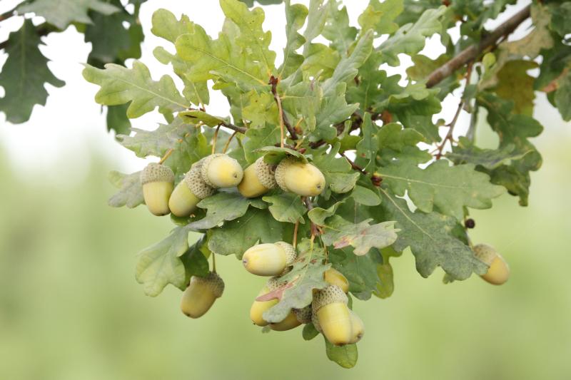 Quercus orocantabrica in fruit, Viseu Portugal