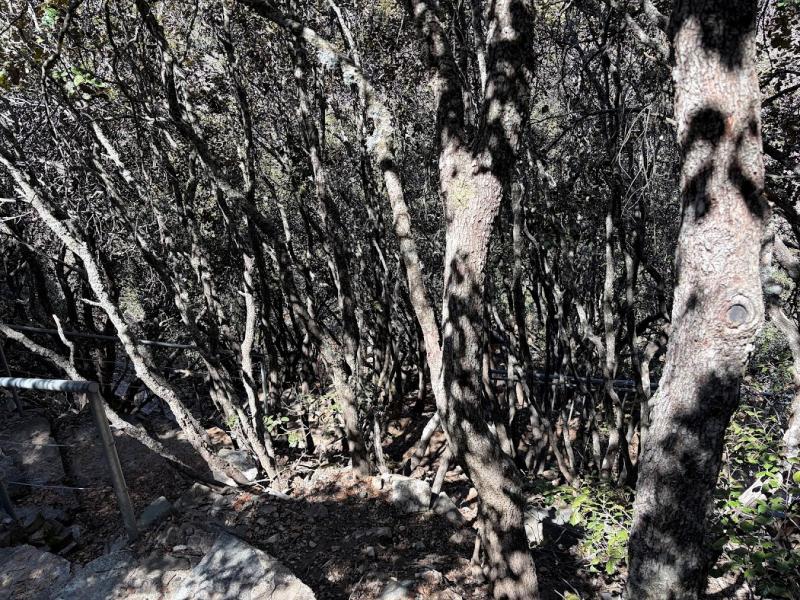 A multi-stemmed display of Quercus alnifolia beneath the forest canopy on the Kalidonia Trail
