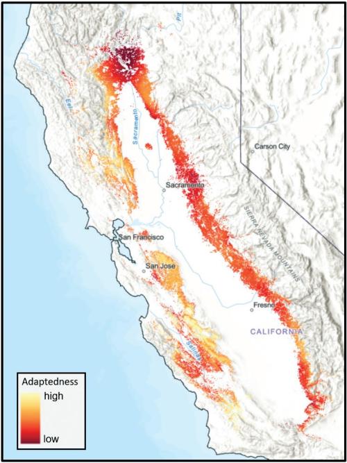 Adaptedness to future climate across blue oak range measured through landscape genomic tools.  Darker reds represent lower adapt