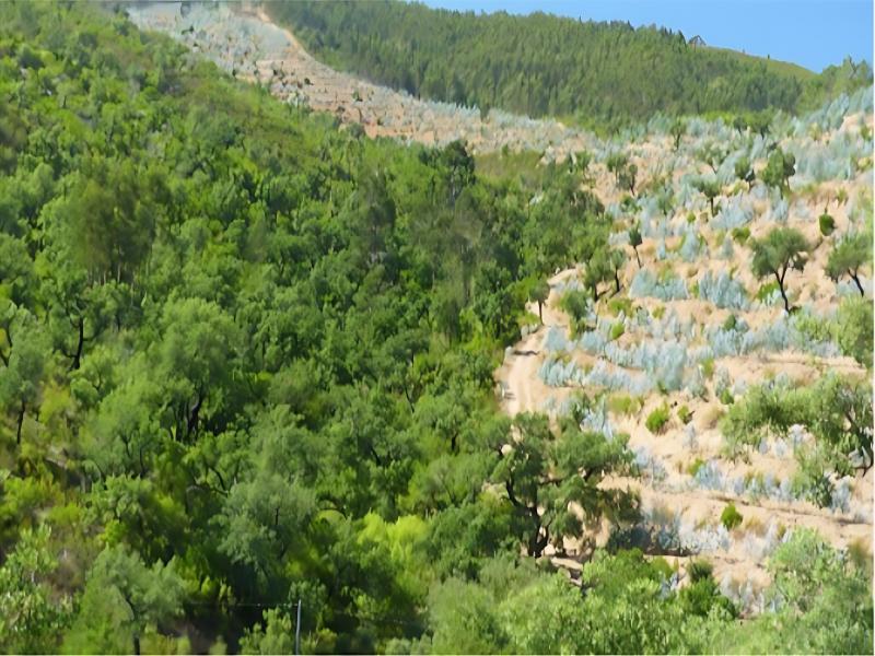 Native Mediterranean forest in Portugal's Seixe Valley with new eucalyptus plantation and one ready for cutting and pulping