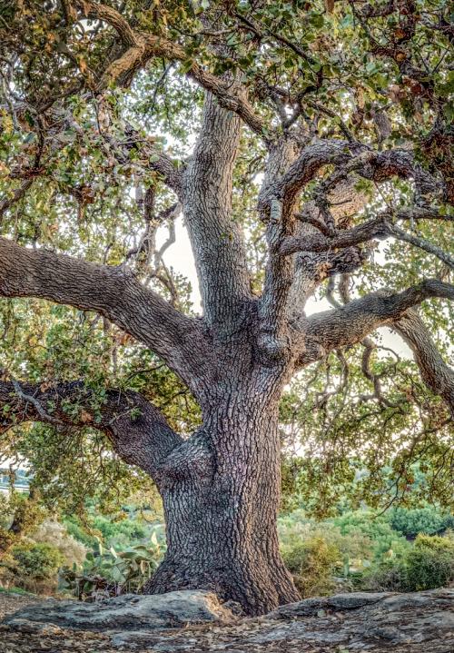 Quercus ithaburensis
