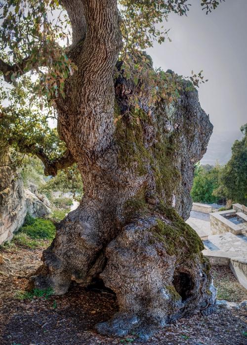 An ancient and massive gall oak (Q. infectoria), estimate to be 800 years old; lower slopes of the Troodos Mountains, Cyprus 
